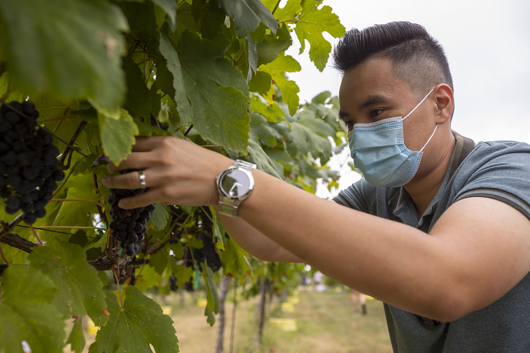 Grape harvest